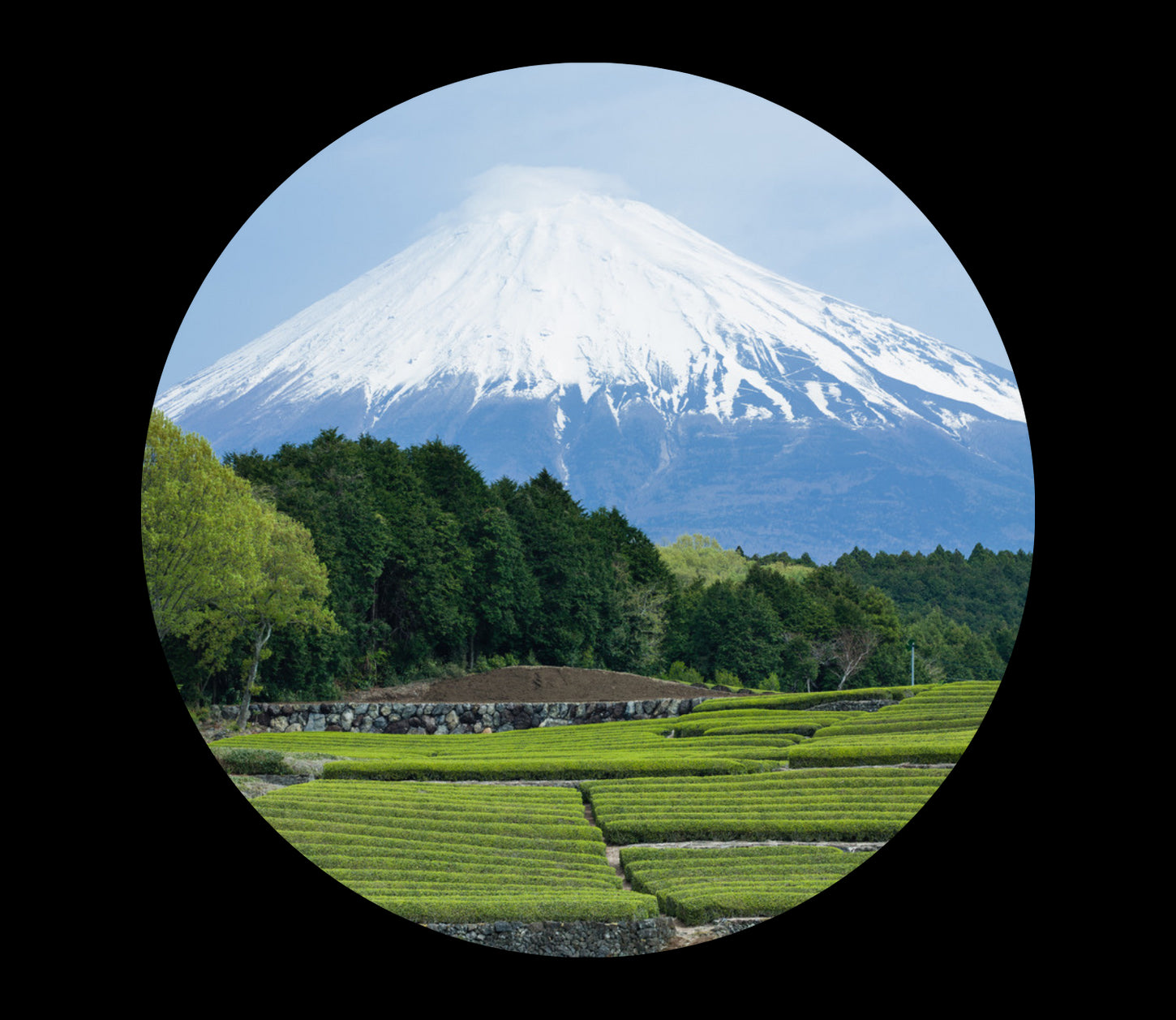 Hojicha from Shizuoka Japan, saichodrinks.com