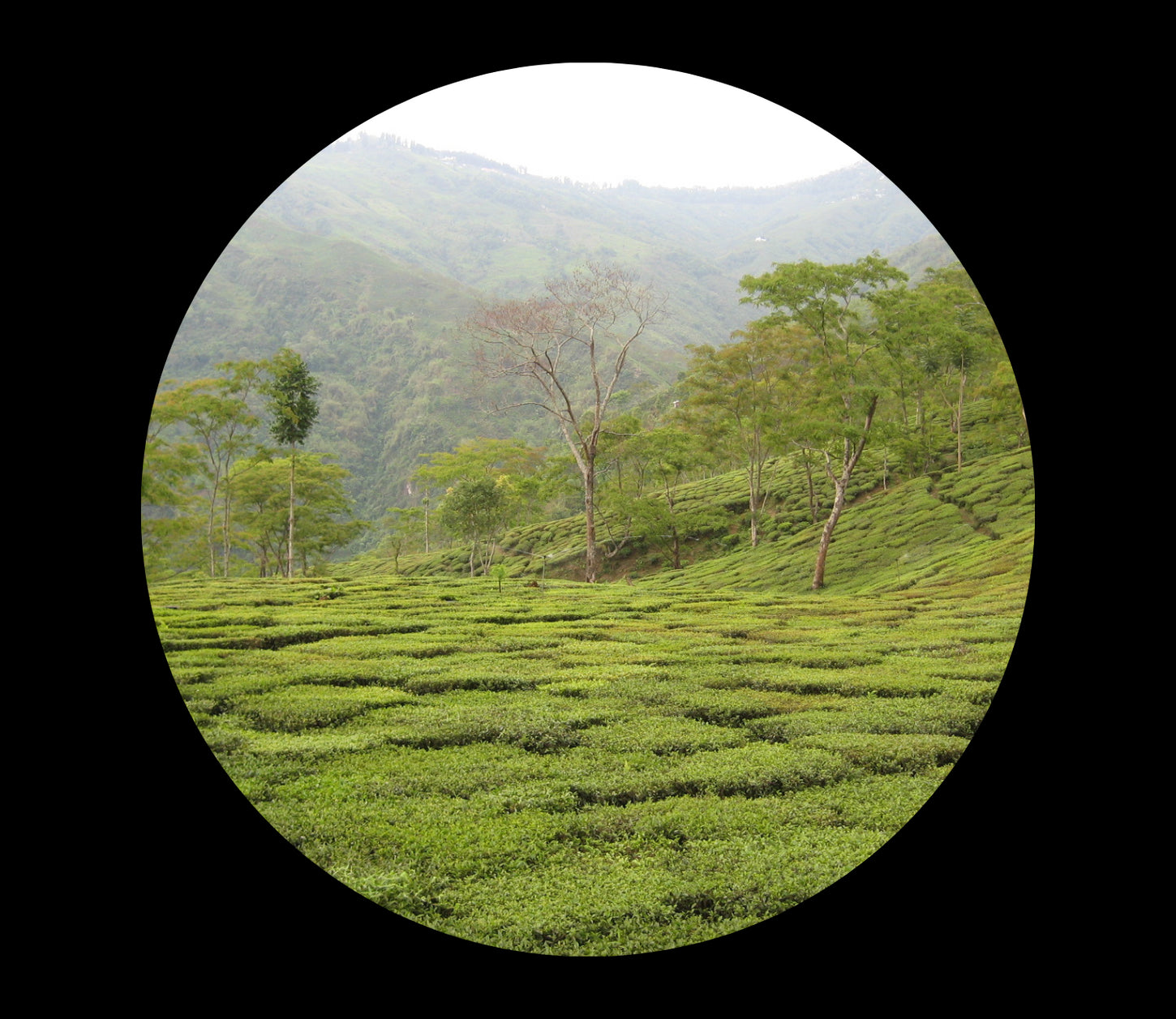 Darjeeling From India, saichodrinks.com