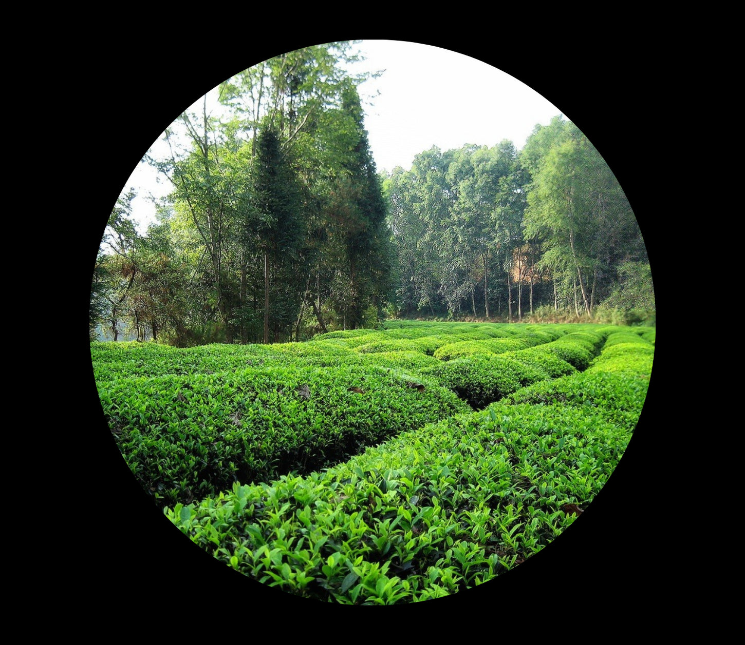 Jasmine from Fujian China, saichodrinks.com