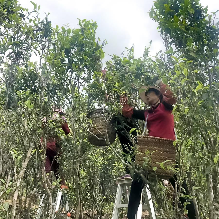 Eight Immortals - A rare Dan Cong tea from Phoenix Mountain