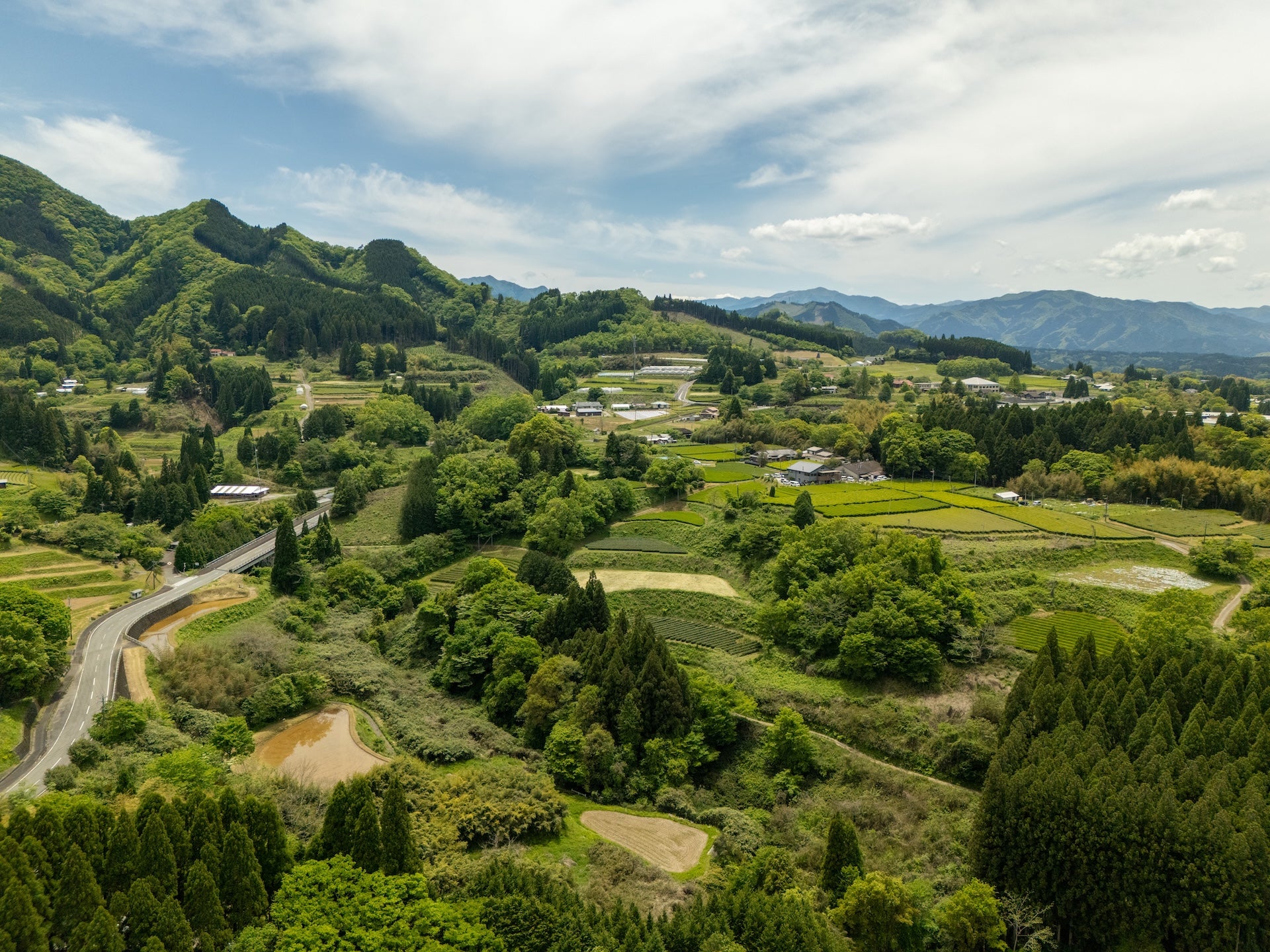 Tea Garden Image 3
