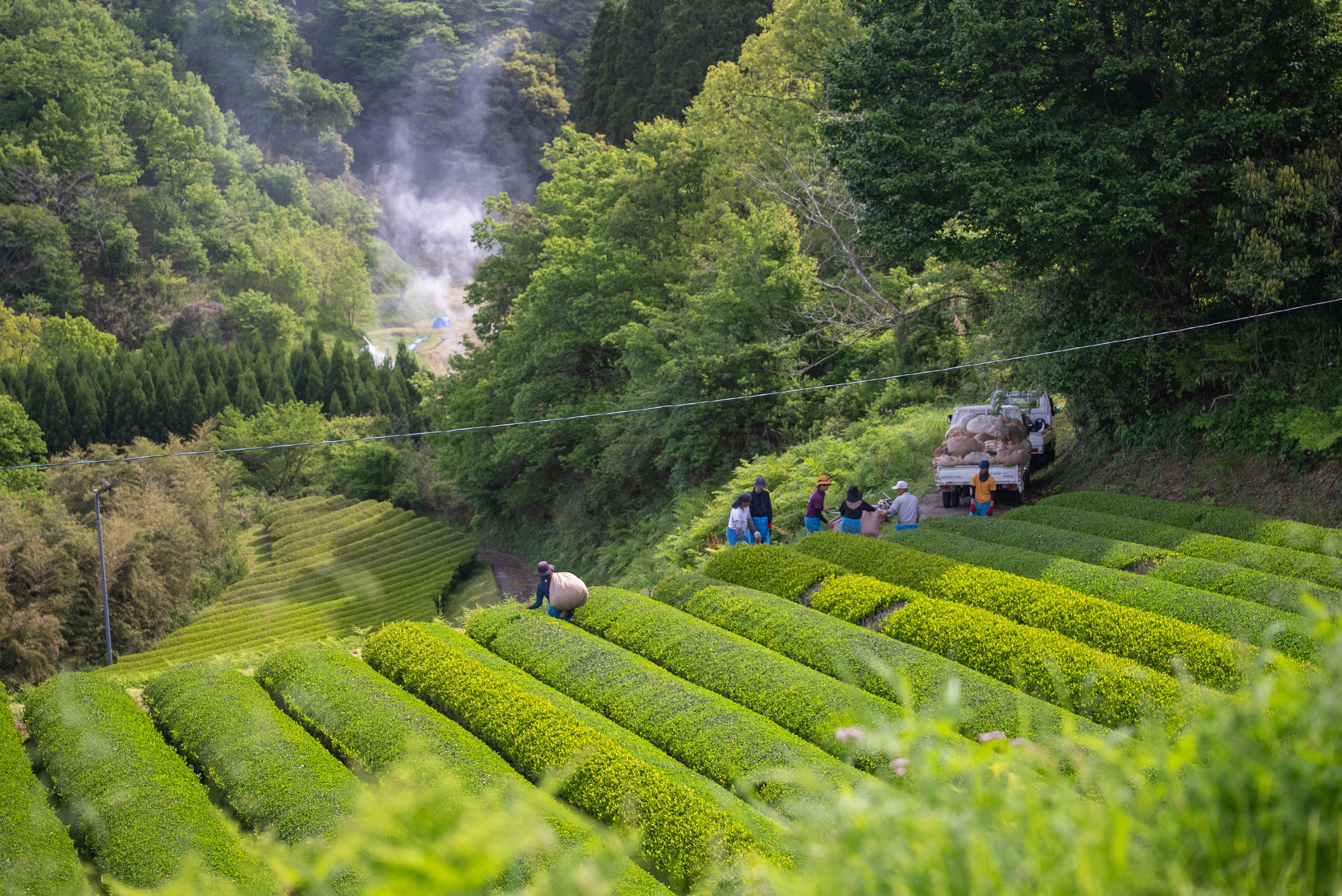 Tea Garden Image 5