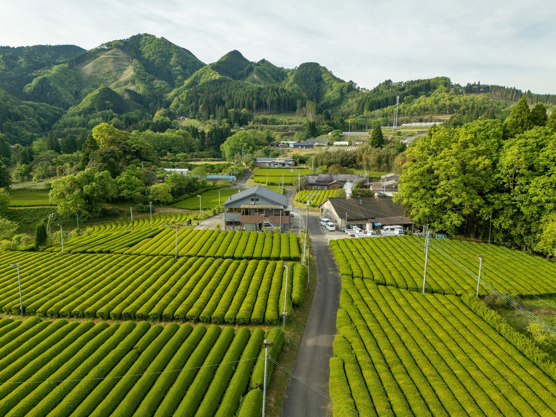 Tea Garden Image 6