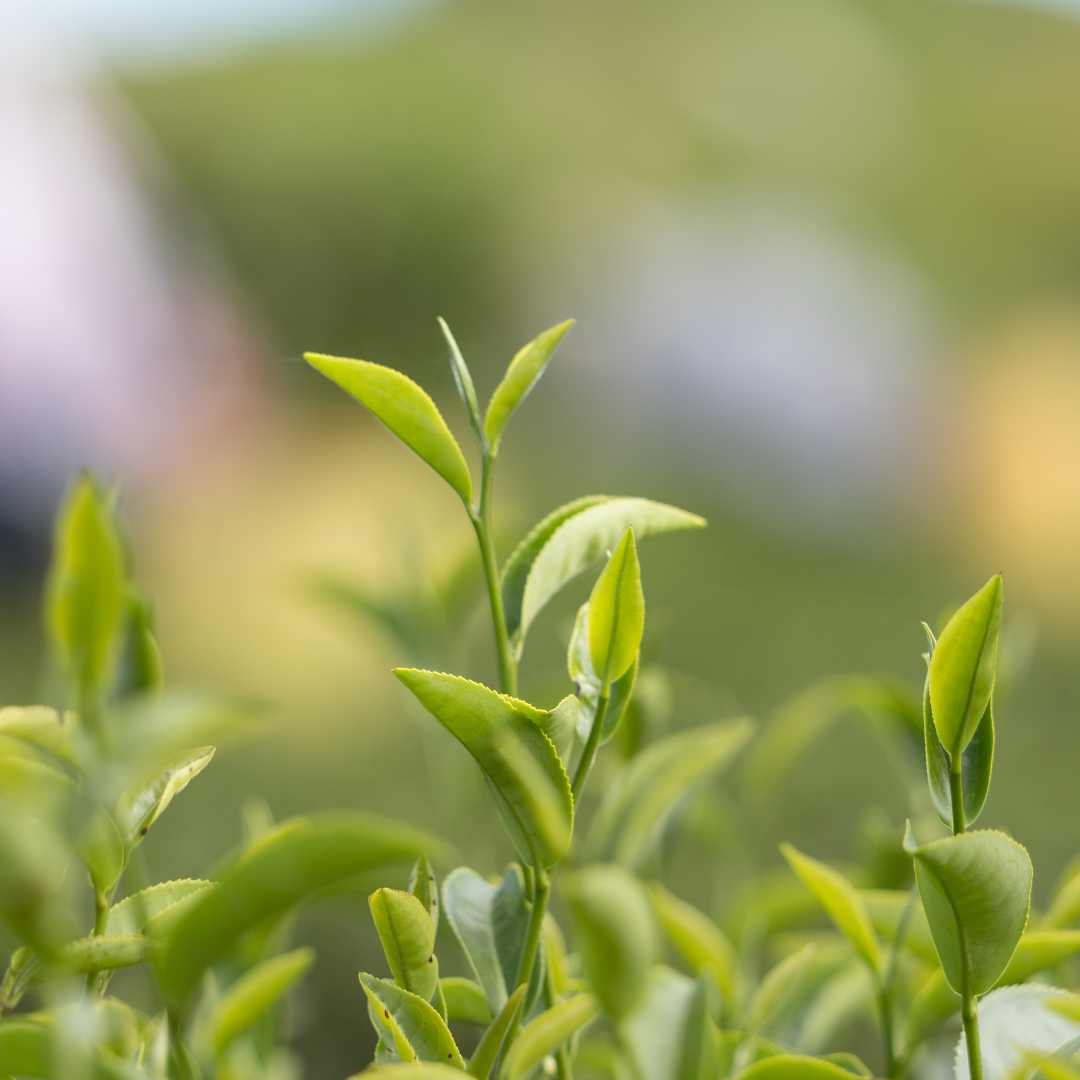 Heritage tea garden
